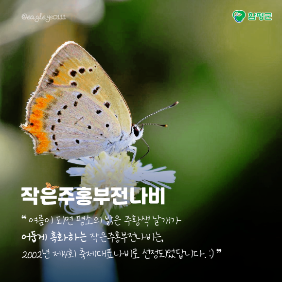 카드뉴스