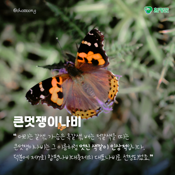 카드뉴스