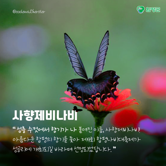 카드뉴스